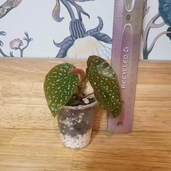 Begonia 'Maculata' polka dot begonia Small Plant - Picture 3 of 10